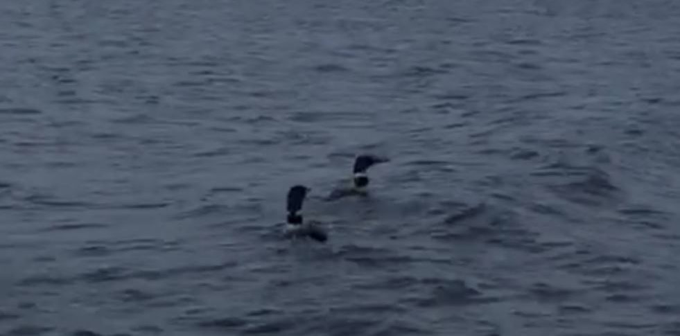 Loons